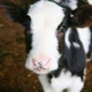 Meet your Posher, Bridgette